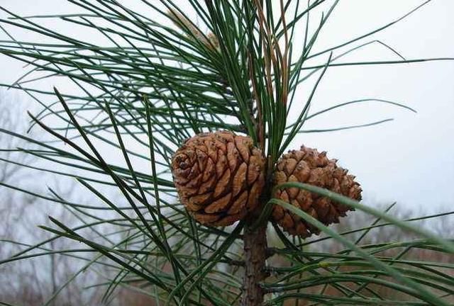 松子怎么炒菜,珠海市哪里有炒菜的松子买图3