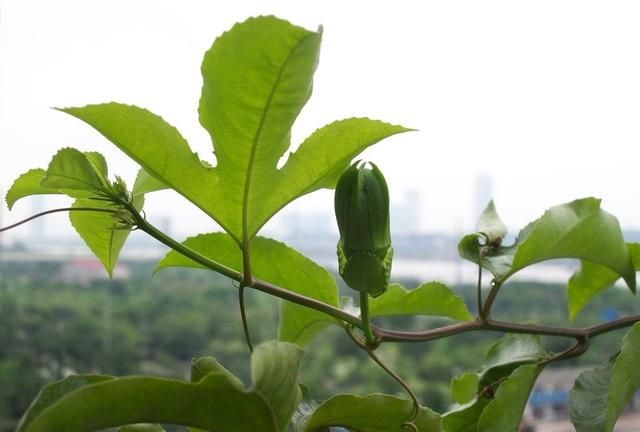 百香果籽如何发芽,百香果什么时候发芽图3