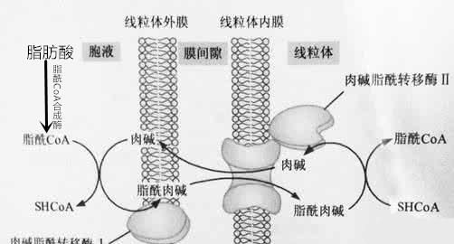 减肥神药左旋肉碱到底有没有用？是好是坏？可不可以吃？