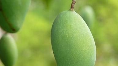 芒果没熟怎么办(2月芒果熟了吗)图2