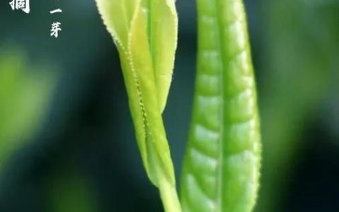 夏季最火的绿茶太平猴魁(绿茶品种排名前十名太平猴魁)