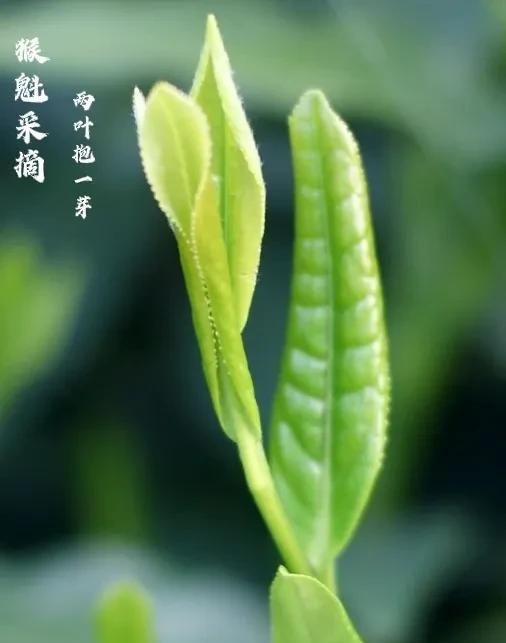 绿茶类专题：“绿黄金”—太平猴魁