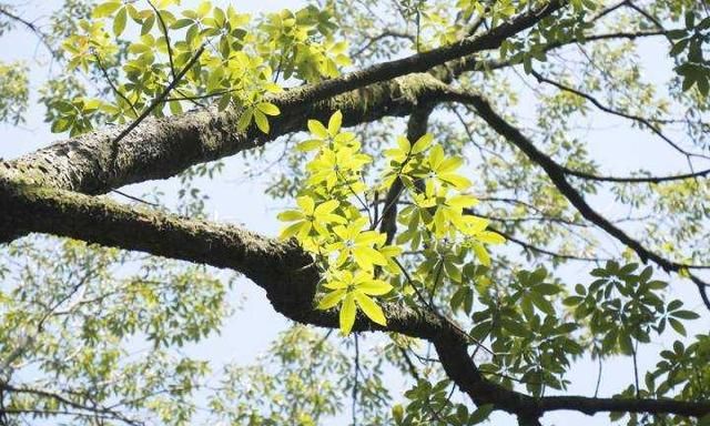 这个长得像栗子的小果子你误食过吗？来杭州植物园识果果