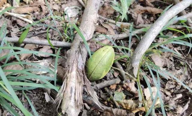 这个长得像栗子的小果子你误食过吗？来杭州植物园识果果