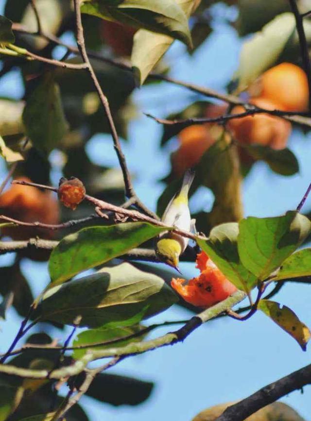 这个长得像栗子的小果子你误食过吗？来杭州植物园识果果