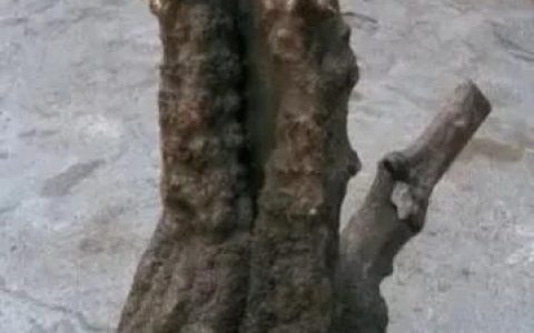 不看颜值的文玩越丑越值钱