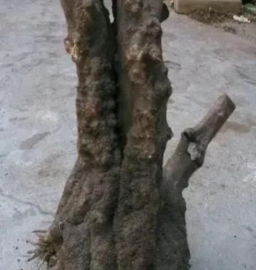 不看颜值的文玩，越丑越值钱