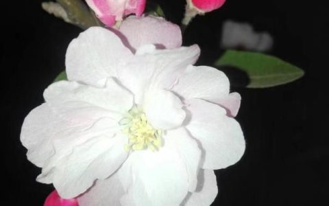 国艳海棠花怎么养