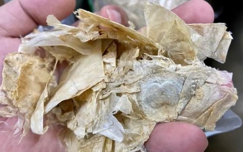 木蝴蝶有什么药用功效