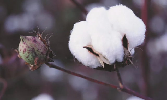 棉花：我还是中药，能治病！这个必须服气