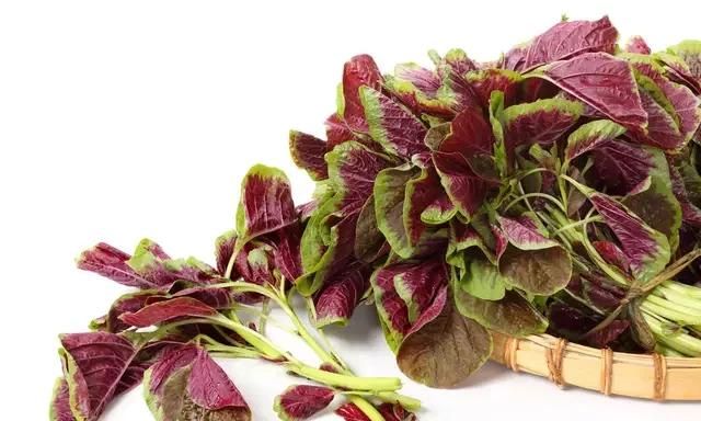 现在农村这个季节,菜地都有哪些菜吃了图2