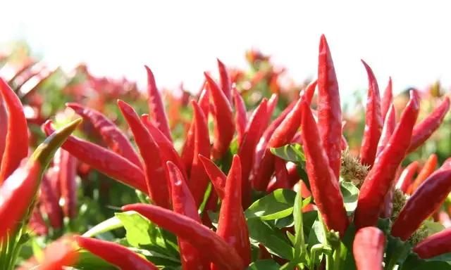现在农村这个季节,菜地都有哪些菜吃了图8