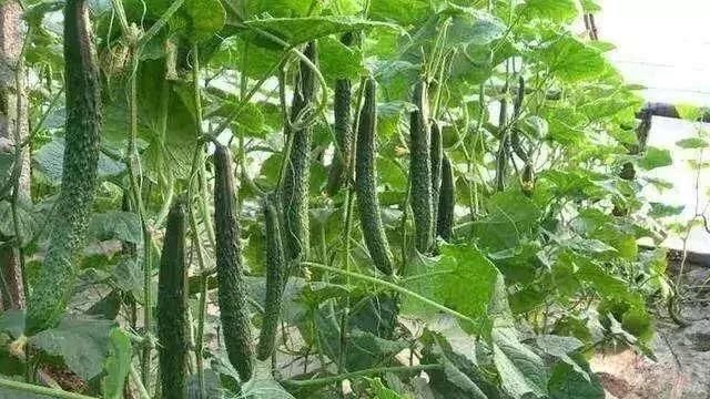 现在农村这个季节,菜地都有哪些菜吃了图12