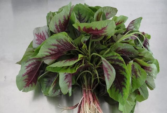 现在农村这个季节,菜地都有哪些菜吃了图16