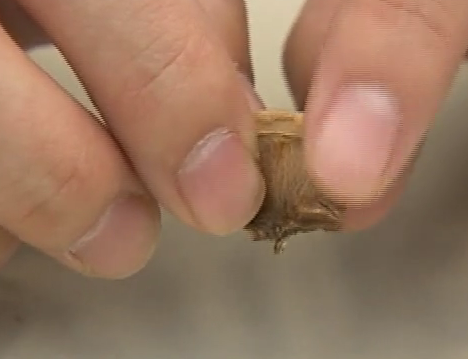 核桃里的下脚料是治病良药？！但跟您听说的治疗失眠没有半毛关系