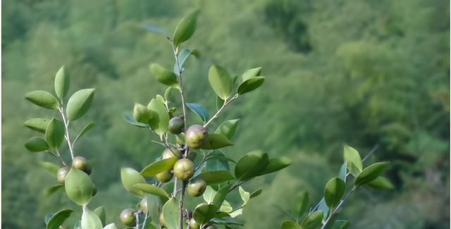 山茶油太贵？五大理由告诉你，山茶油物有所值