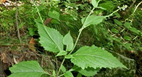 药蛆草这种野草有哪些功效和作用图1