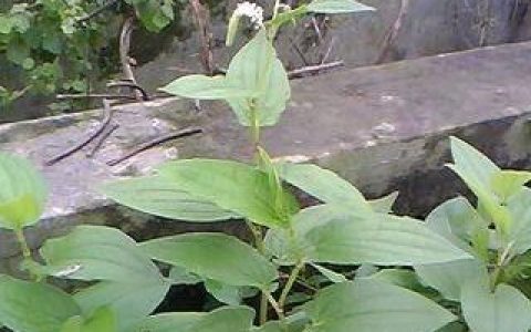 三白草有什么功效与作用