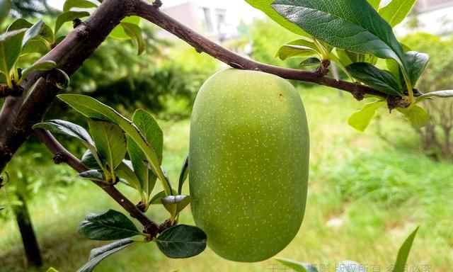 木瓜海棠：花可赏果可食 种仁可榨油食制肥皂 舒筋活络祛风止痛 解酒去痰煨食止痢