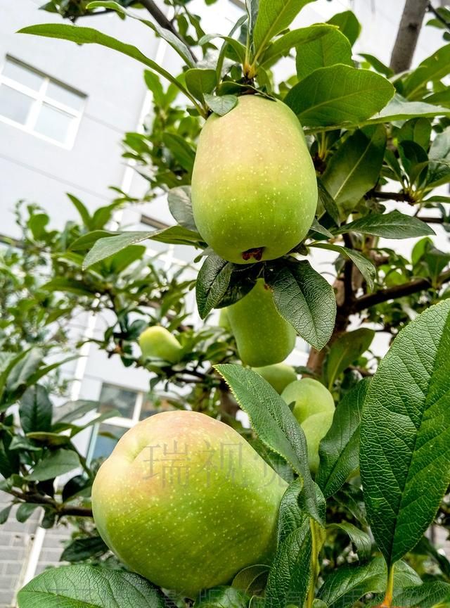 木瓜海棠：花可赏果可食 种仁可榨油食制肥皂 舒筋活络祛风止痛 解酒去痰煨食止痢