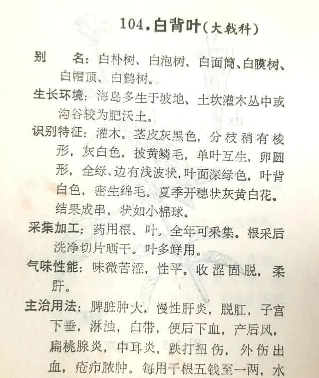 白背叶 | 珠海地产岭南中草药之二十九