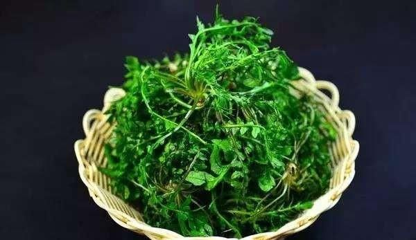 荠菜有什么营养价值怎么做好吃(荠菜怎么做好吃荠菜根能吃吗)图2