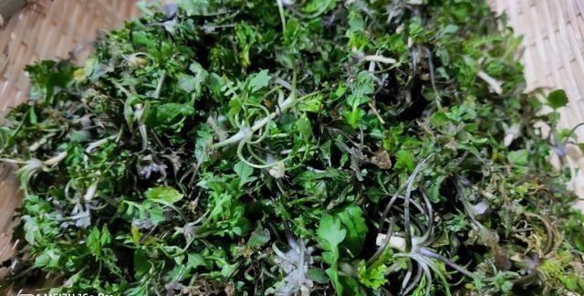 荠菜有什么营养价值怎么做好吃(荠菜怎么做好吃荠菜根能吃吗)图10