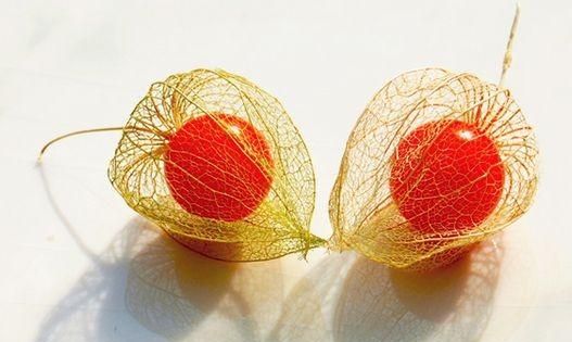 吃红姑娘对人有什么好处(生吃红姑娘有什么坏处)图6
