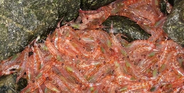 如果出现粮食危机，南极磷虾将成为最后食物？它能养活全人类吗