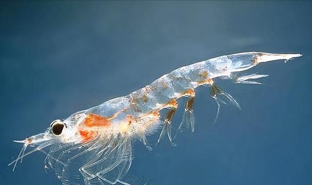 如果出现粮食危机，南极磷虾将成为最后食物？它能养活全人类吗