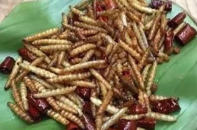 云南西双版纳竹虫做法,西双版纳竹虫出售图5