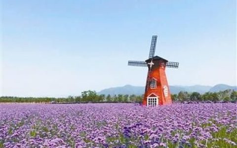 马鞭草盛开紫色花海惹人醉