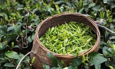 什么是茶多酚,什么是茶多酚的主要成分图1