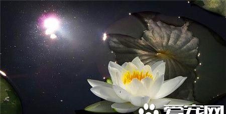 睡莲靠什么传播种子 睡莲可以靠水来传播