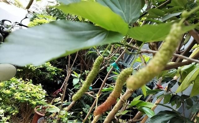 桑树不吉利？种棵果桑，夏天结果子，吃到嘴里管它吉不吉利