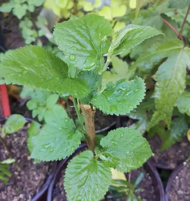 桑树不吉利？种棵果桑，夏天结果子，吃到嘴里管它吉不吉利