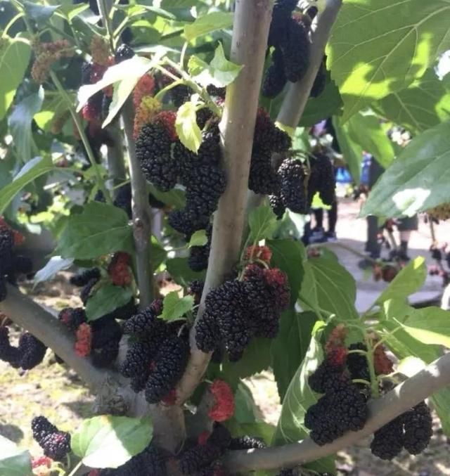 桑树不吉利？种棵果桑，夏天结果子，吃到嘴里管它吉不吉利