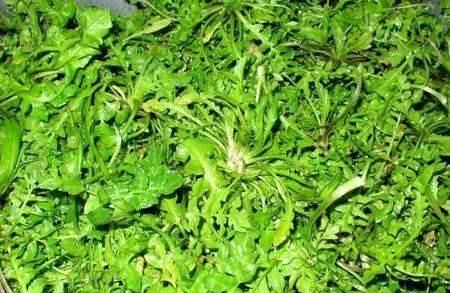 有名的野生菜是哪几种,野生八宝菜是什么菜图1