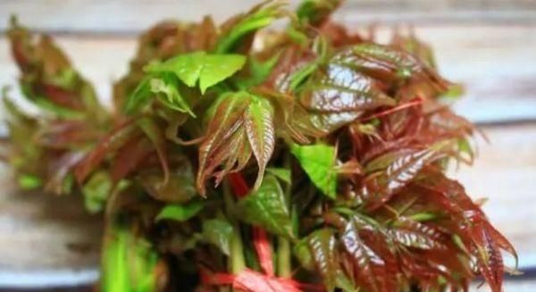 有名的野生菜是哪几种,野生八宝菜是什么菜图4