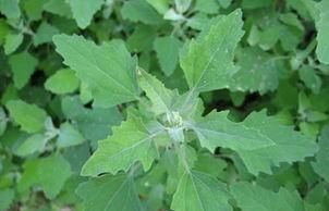 有名的野生菜是哪几种,野生八宝菜是什么菜图5