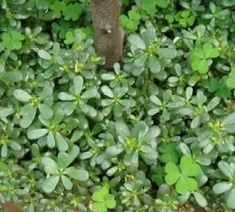 有名的野生菜是哪几种,野生八宝菜是什么菜图6