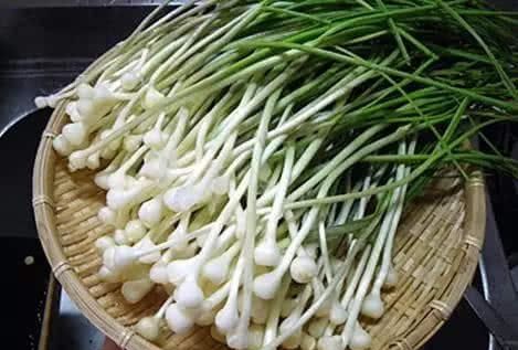 有名的野生菜是哪几种,野生八宝菜是什么菜图8