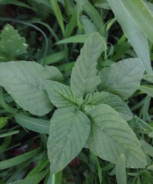 有名的野生菜是哪几种,野生八宝菜是什么菜图12