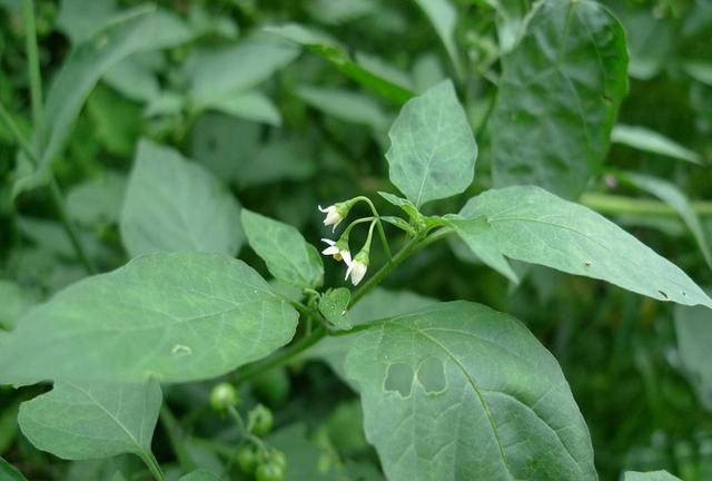 有名的野生菜是哪几种,野生八宝菜是什么菜图15