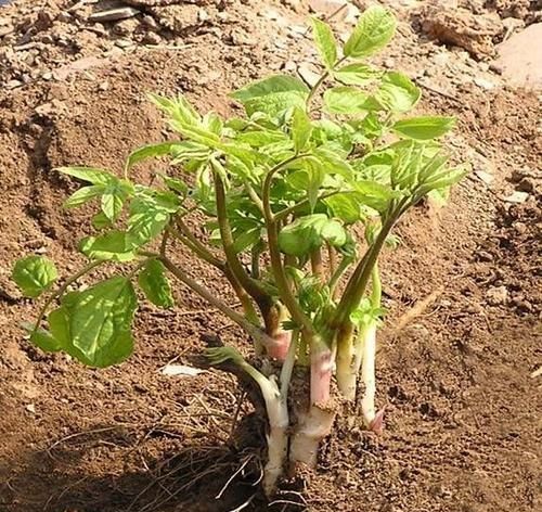 有名的野生菜是哪几种,野生八宝菜是什么菜图17