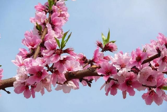 桃花有什么作用,桃花饮的作用功效图1