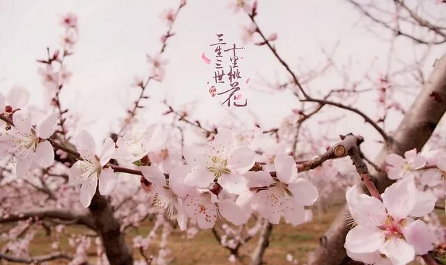 桃花有什么作用,桃花饮的作用功效图2