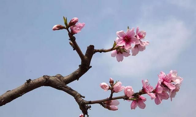 桃花有什么作用,桃花饮的作用功效图3