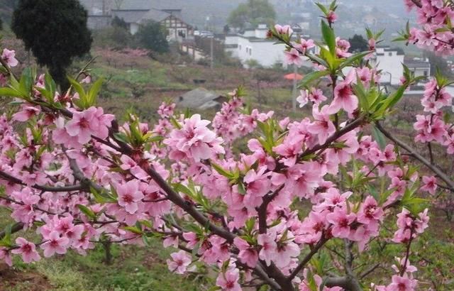 桃花有什么作用,桃花饮的作用功效图4
