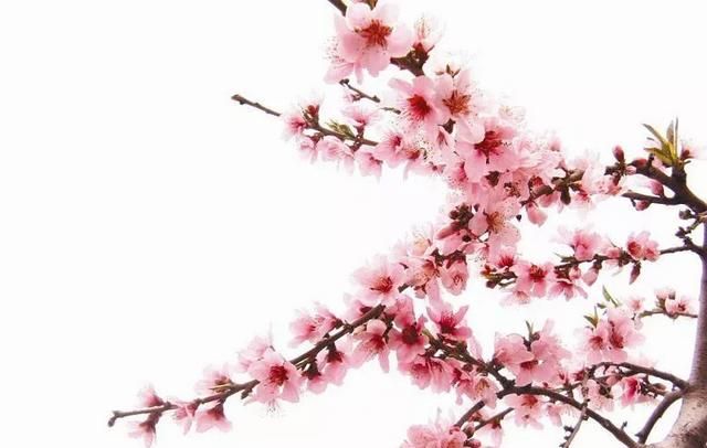 桃花有什么作用,桃花饮的作用功效图5